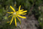 Pineland false sunflower